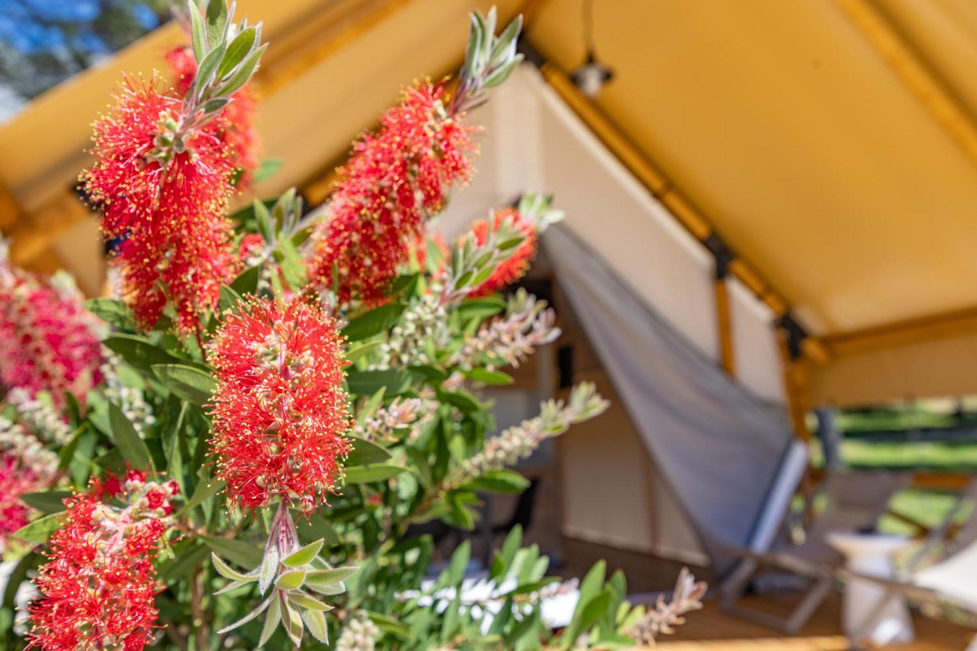 Camp Dole Zivogosce - Mobile Home And Glamping Tent Eksteriør bilde